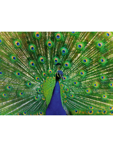 Puzzle 500 pz Pavone