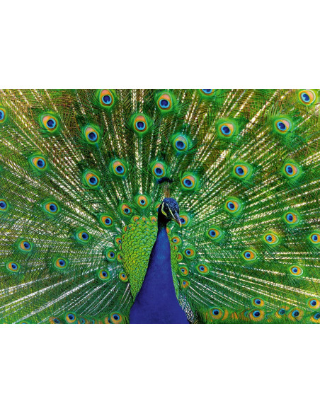 Puzzle 500 pz Pavone