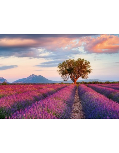 Puzzle 1000 pz CAMPI DI LAVANDA