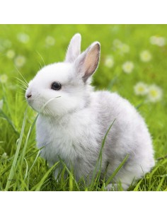 Puzzle 3x49 pz Teneri Coniglietti 2