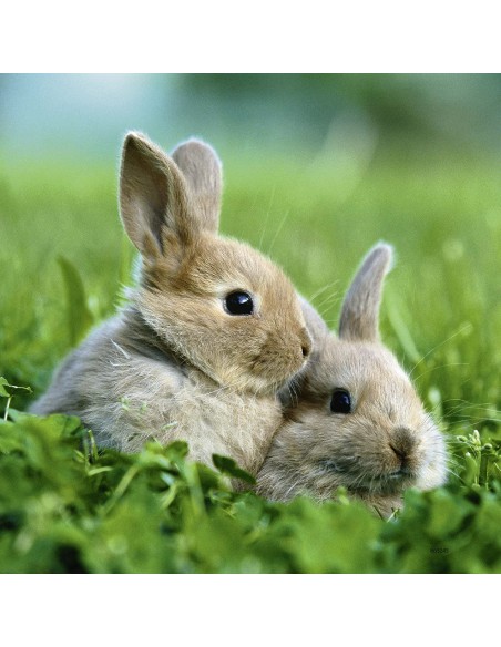 Puzzle 3x49 pz Teneri Coniglietti