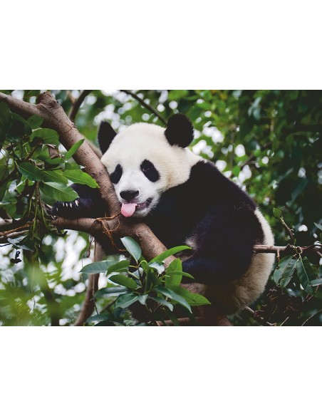 Puzzle 500 pz - Il panda