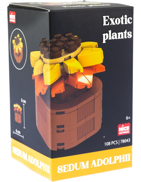 Nice - Mattoncini Sedum Adolphii