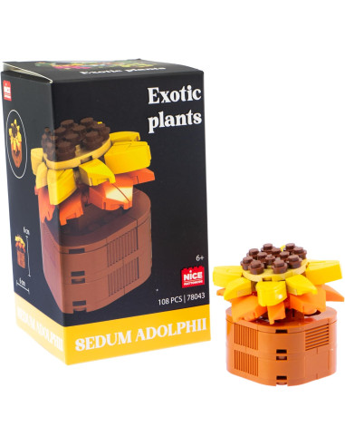 Nice - Mattoncini Sedum Adolphii