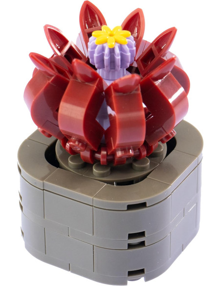 Nice - Mattoncini Stapelia Flavirostris