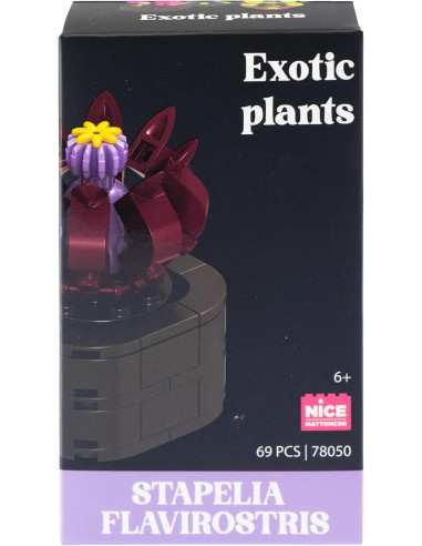 Nice - Mattoncini Stapelia Flavirostris