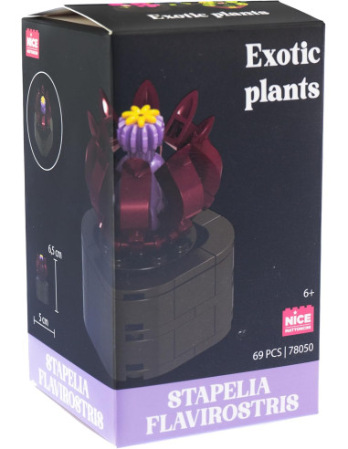 Nice - Mattoncini Stapelia Flavirostris