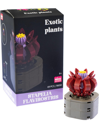 Nice - Mattoncini Stapelia Flavirostris