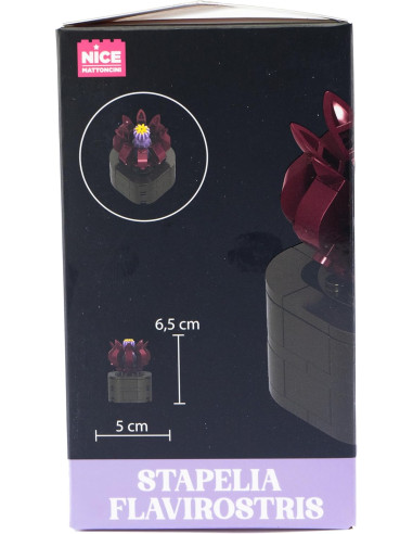 Nice - Mattoncini Stapelia Flavirostris