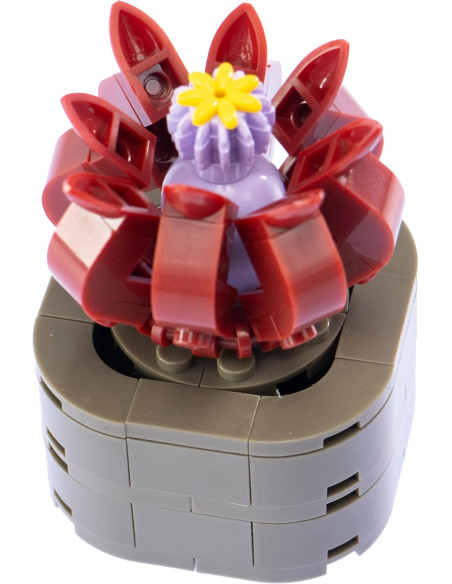 Nice - Mattoncini Stapelia Flavirostris