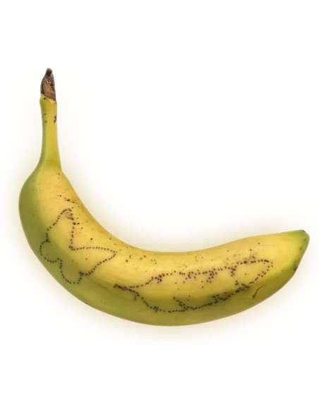 Science4You - Tattoo Factory