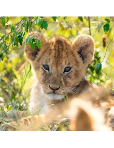 Puzzle Panda, tigre e leone 2