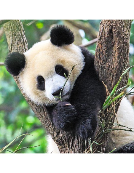 Puzzle Panda, tigre e leone