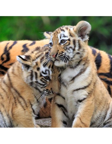 Puzzle Panda, tigre e leone