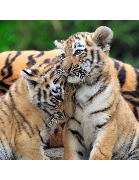 Puzzle Panda, tigre e leone