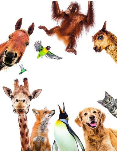 SAPIENTINO- TOMBOLA DEGLI ANIMALI