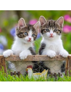 Puzzle Gattini 3X49 2