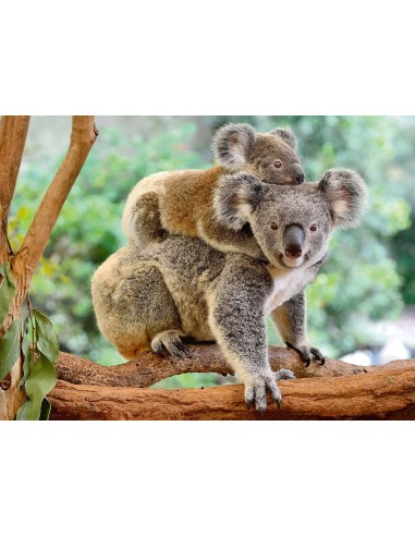 Amore di Koala, Puzzle 200 Pezzi XXL