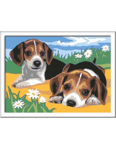 CUCCIOLI DI JACK RUSSEL